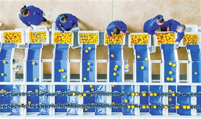 臍橙產(chǎn)銷旺 車間分揀忙