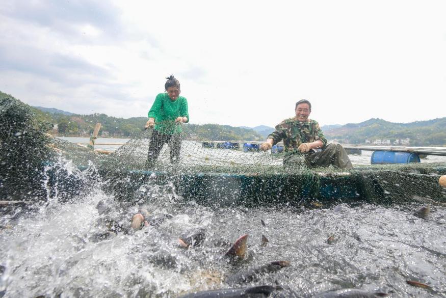 魚躍人歡春捕忙