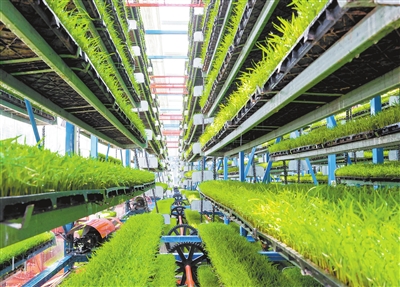 南塘鎮(zhèn)：智能化育秧助力糧食生產(chǎn)