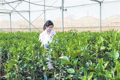 江口鎮(zhèn)：精心培育優(yōu)質(zhì)柑橘苗